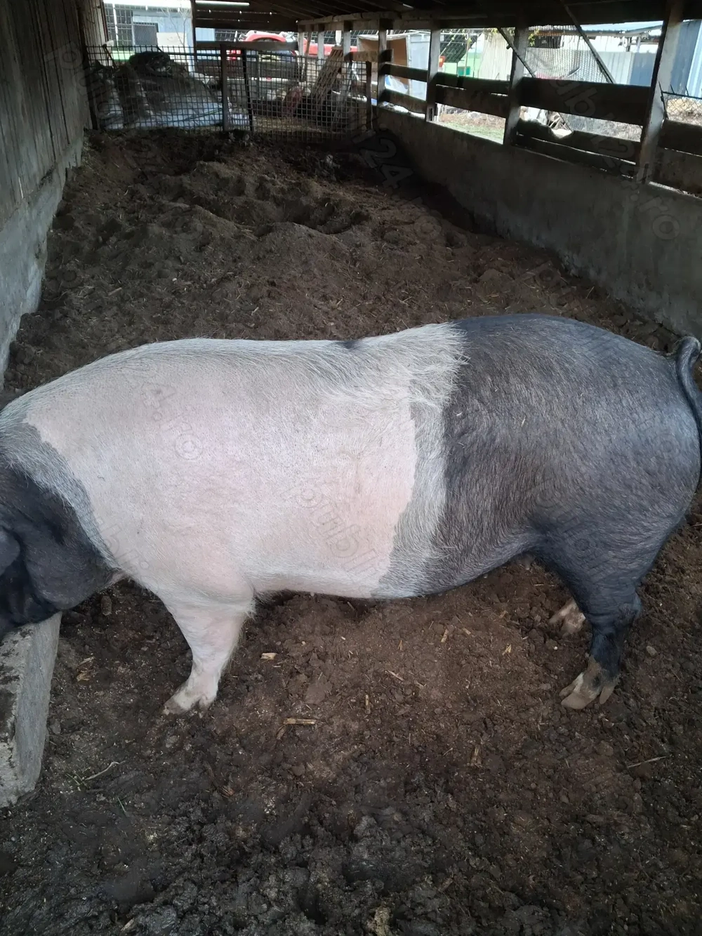 Vind porci  grași  200  250 kg  preț 12lei kg