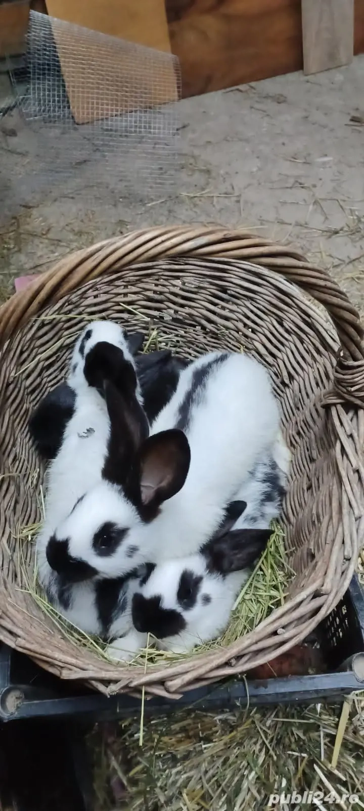 Iepurasi rasa fluture german 