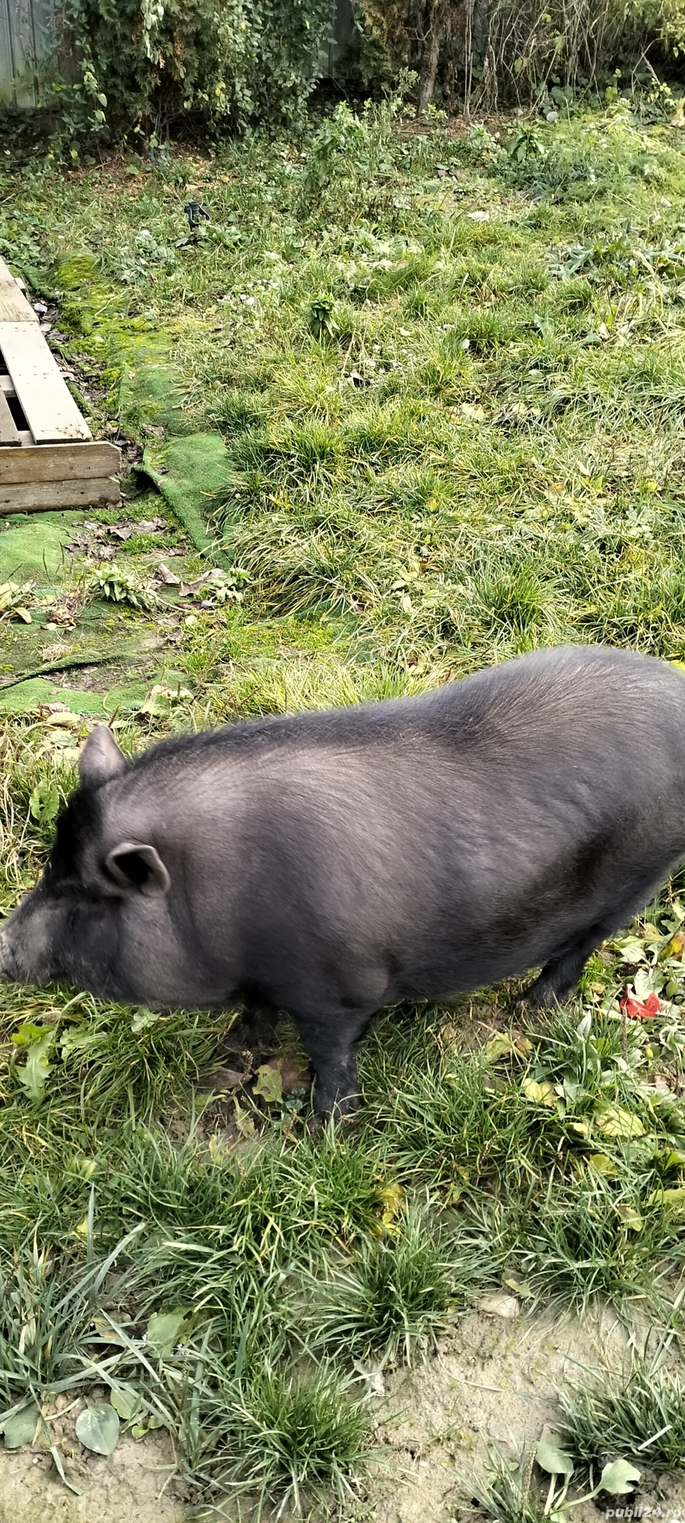 de vanzare porc vietnamez