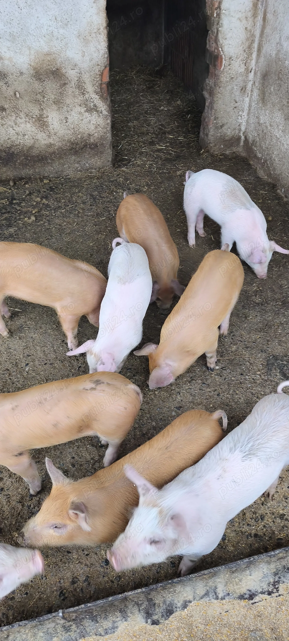 Vând purcei metisi ( marele alb +pietrain +duroc)