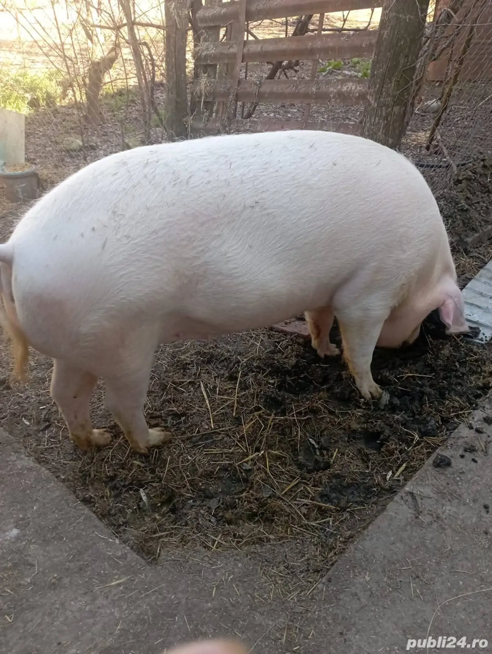 Porci de la 100kg la 170kg