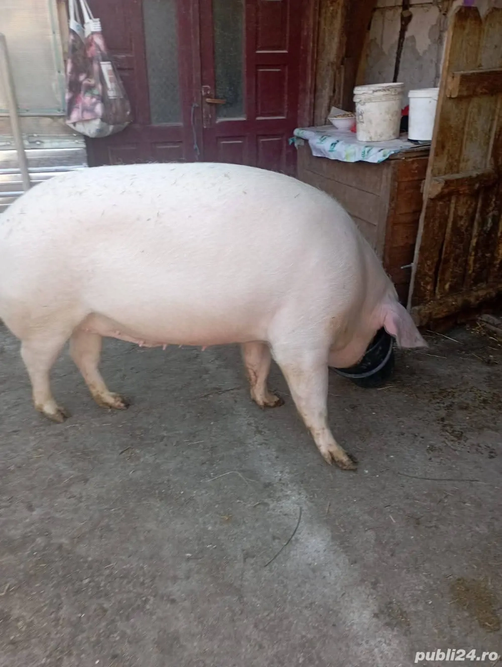 Porci Crăciun Porc Crăciun Mânăstirea Jud. Călărași 