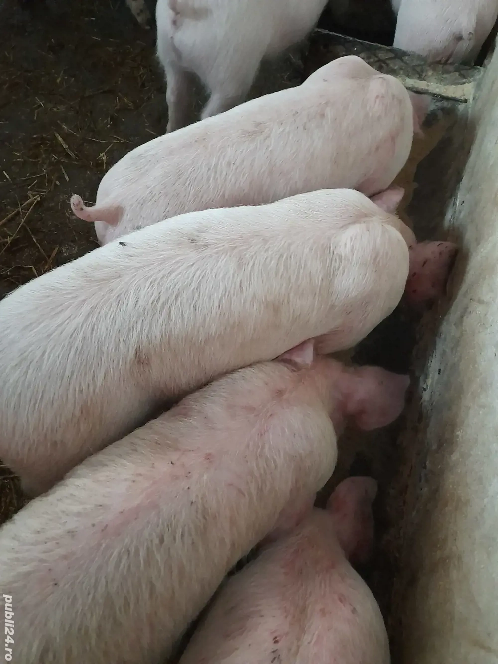 purcei pik 9 săptămâni 