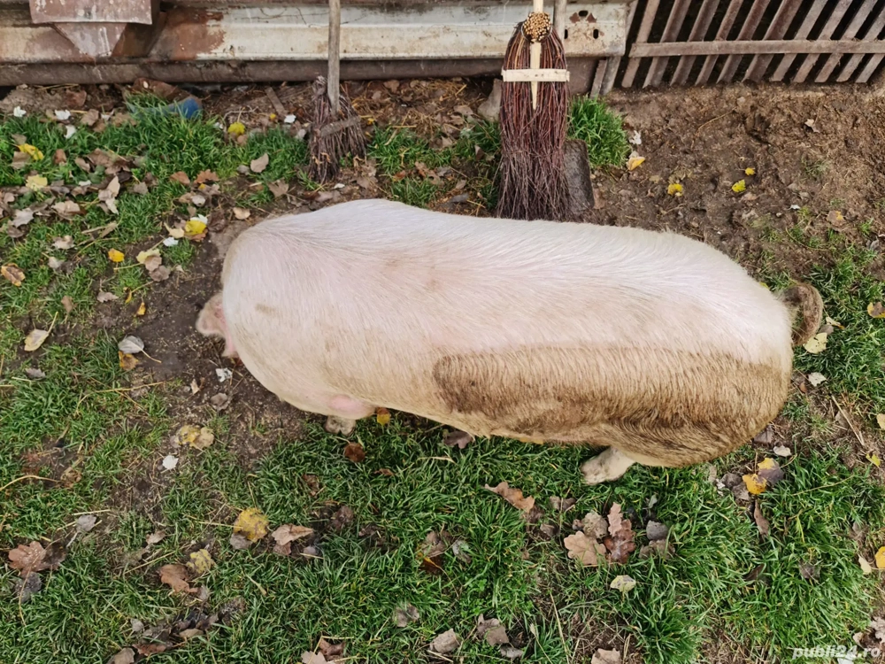 Vând Porc gras 150 kg sau schimb cu porumb 
