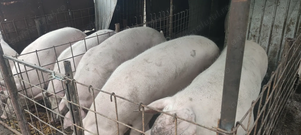 Porci de vanzare 150-200kg