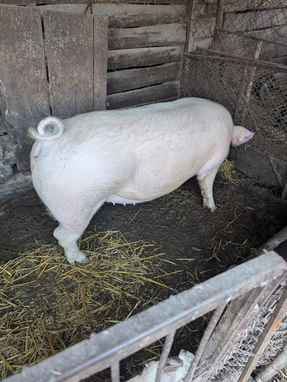 Porci de Vanzare 