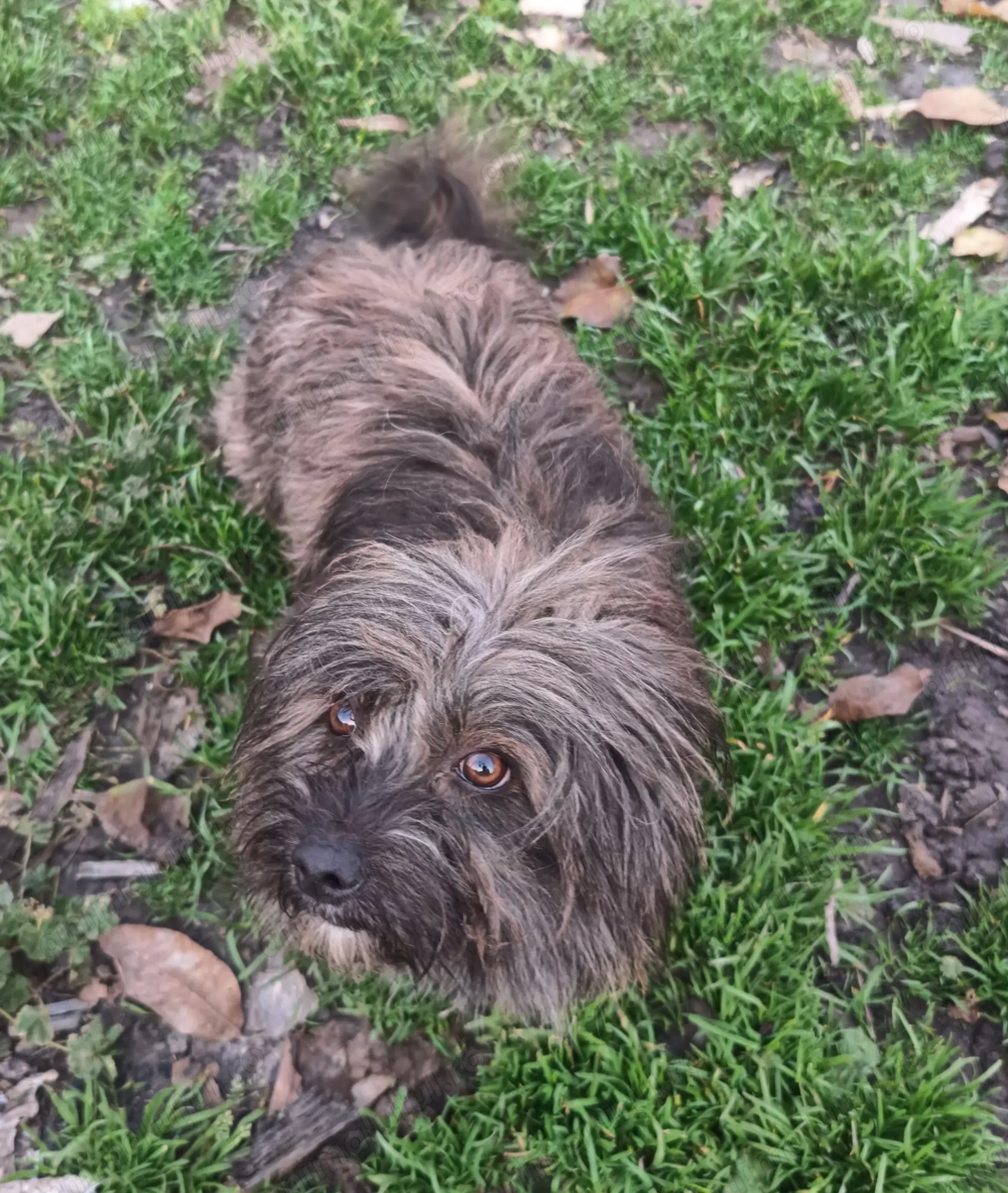 Yorkshire băiat 1 an