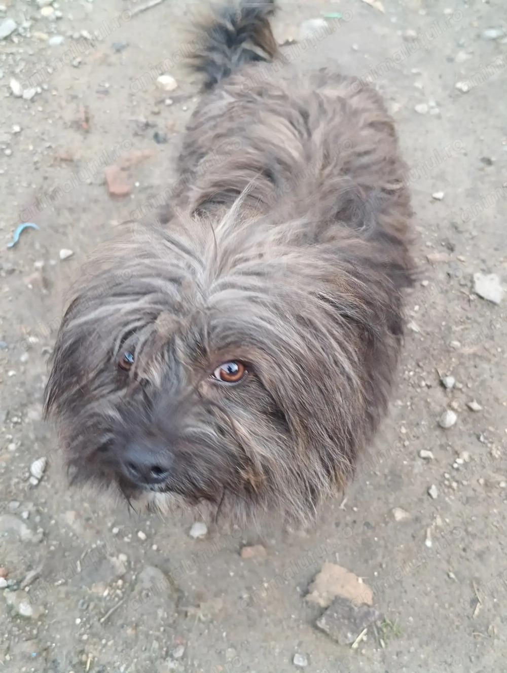 Donez Yorkshire terrier adult 1 an