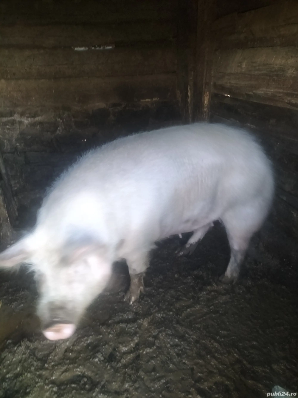 Porci de vînzare la Damiș 