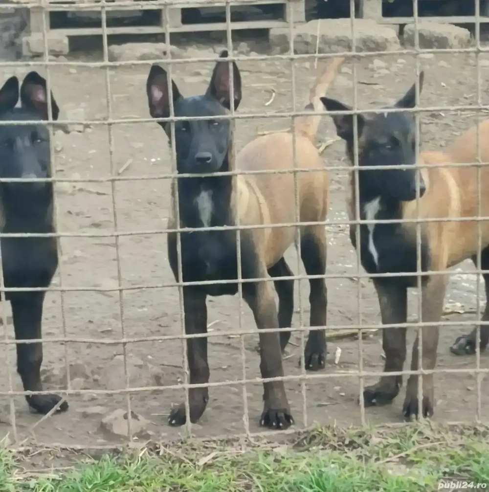 pui ciobanesc belgian malinois