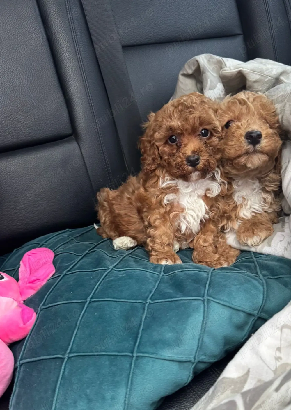 Pudel fata și baiat