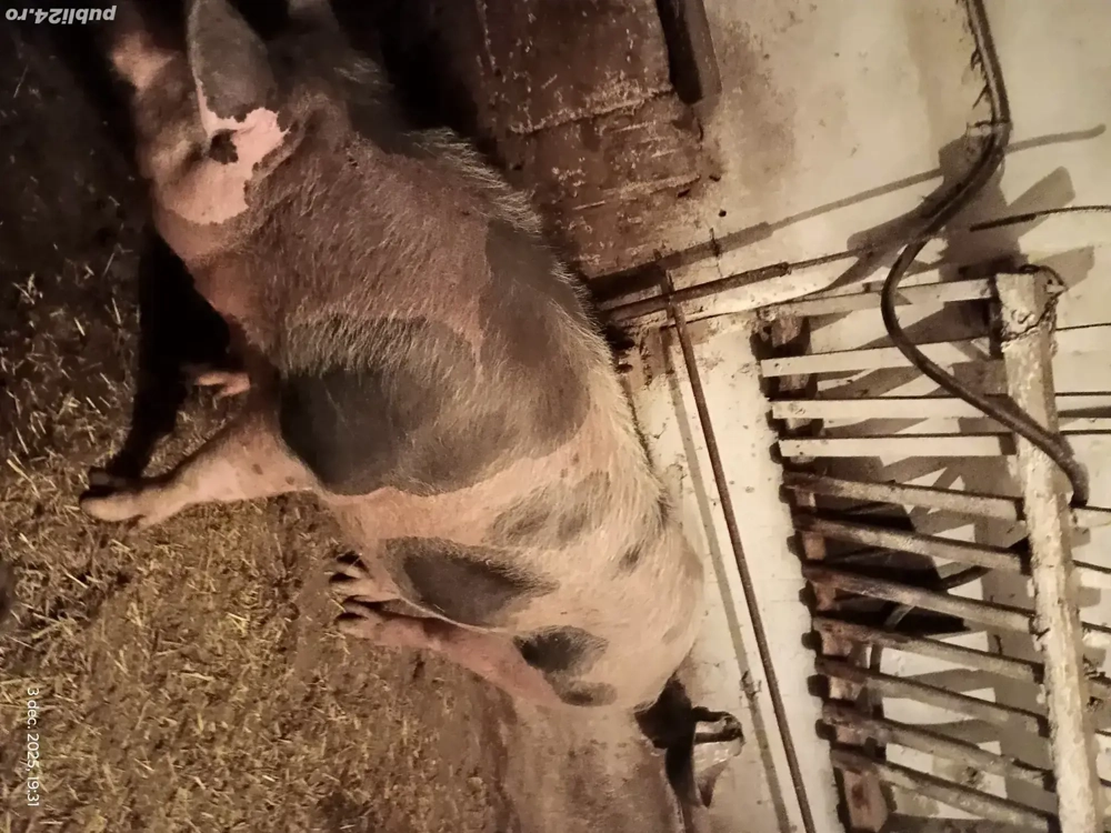 scrosfa  de sacrificat 