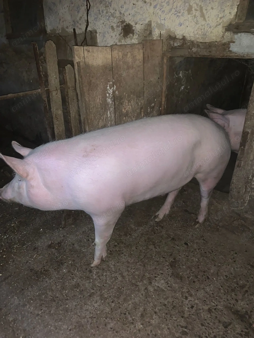 Vând porc 100 kg   17 lei kg