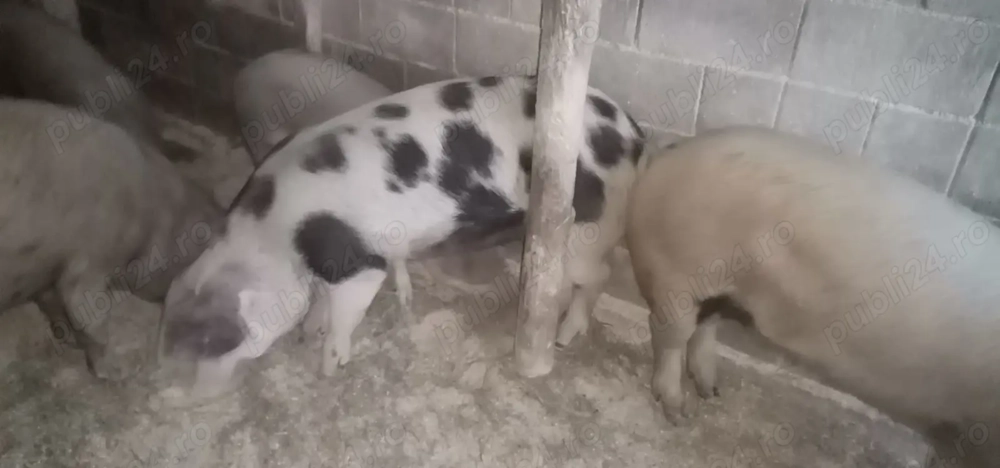 Vând 2 porcii unul la 125 kilograme și unul la 200 kilograme 