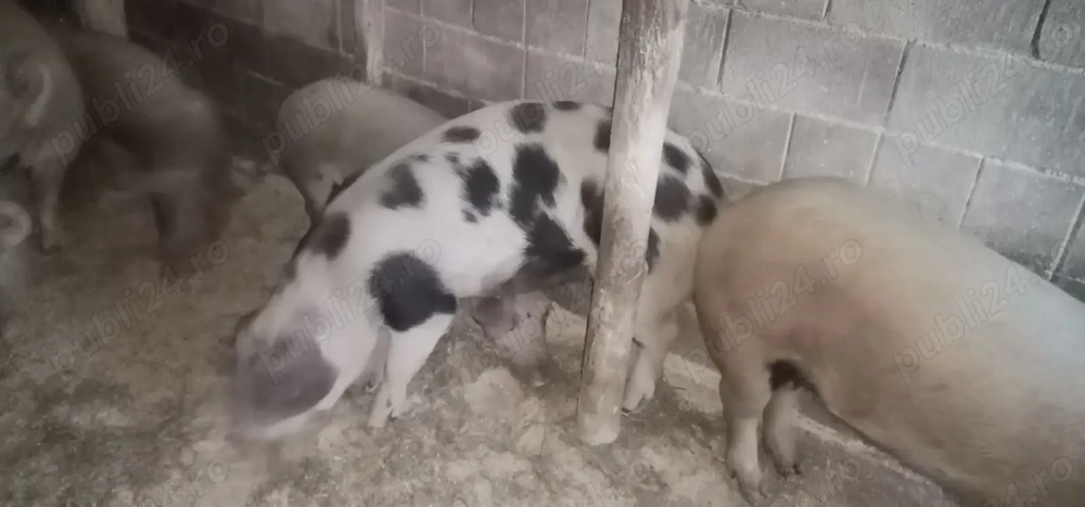 Vând 2 porcii unul la 125 kilograme și unul la 200 k 13 lei kilogramul 