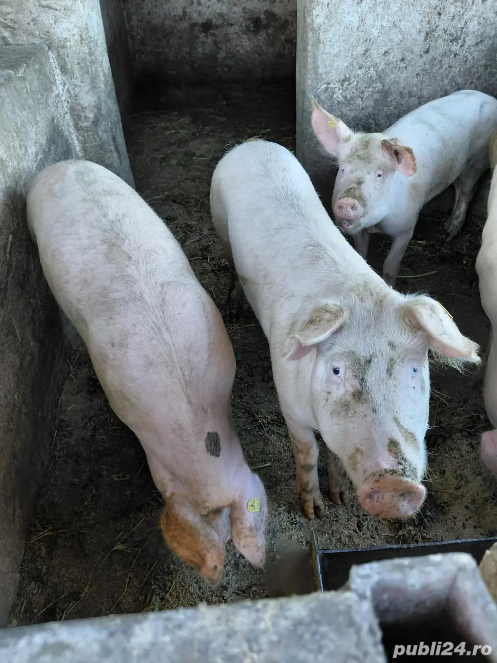 Vand porci  100-120 kg