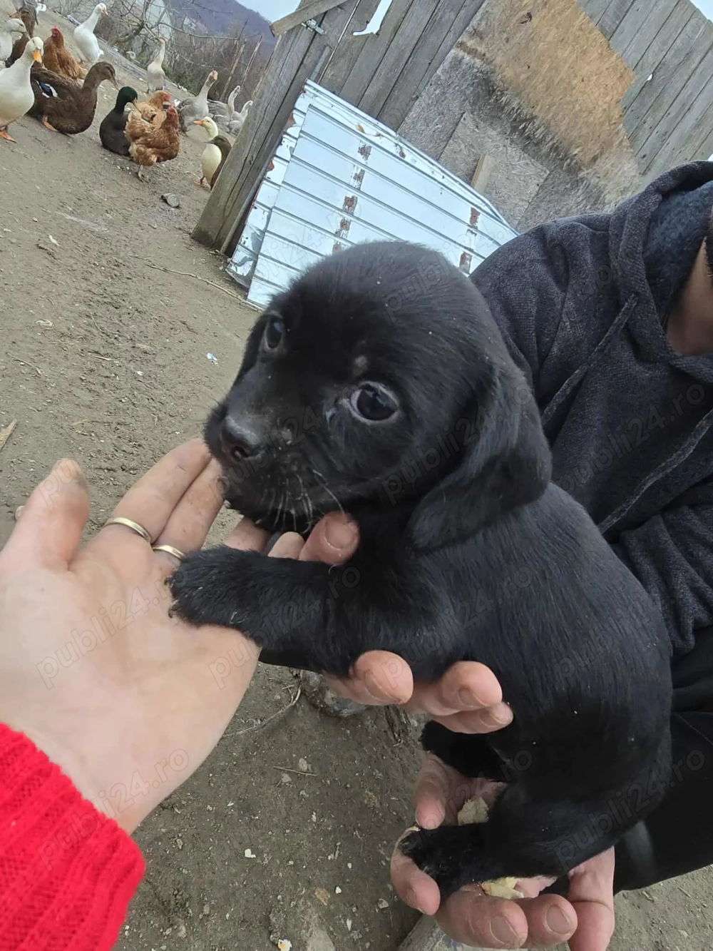 Teacker 2 fetite Jucause