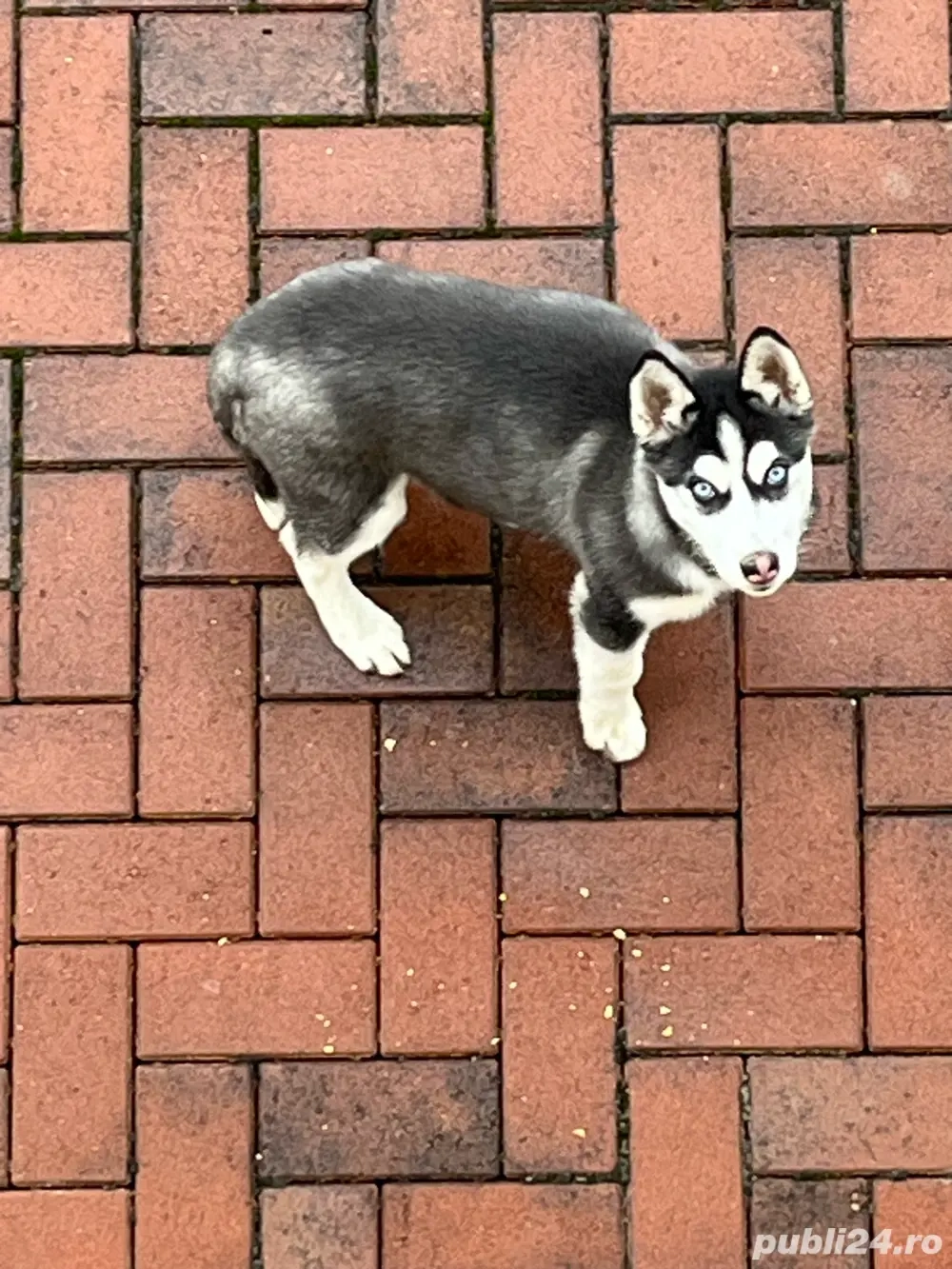 catelusa husky 