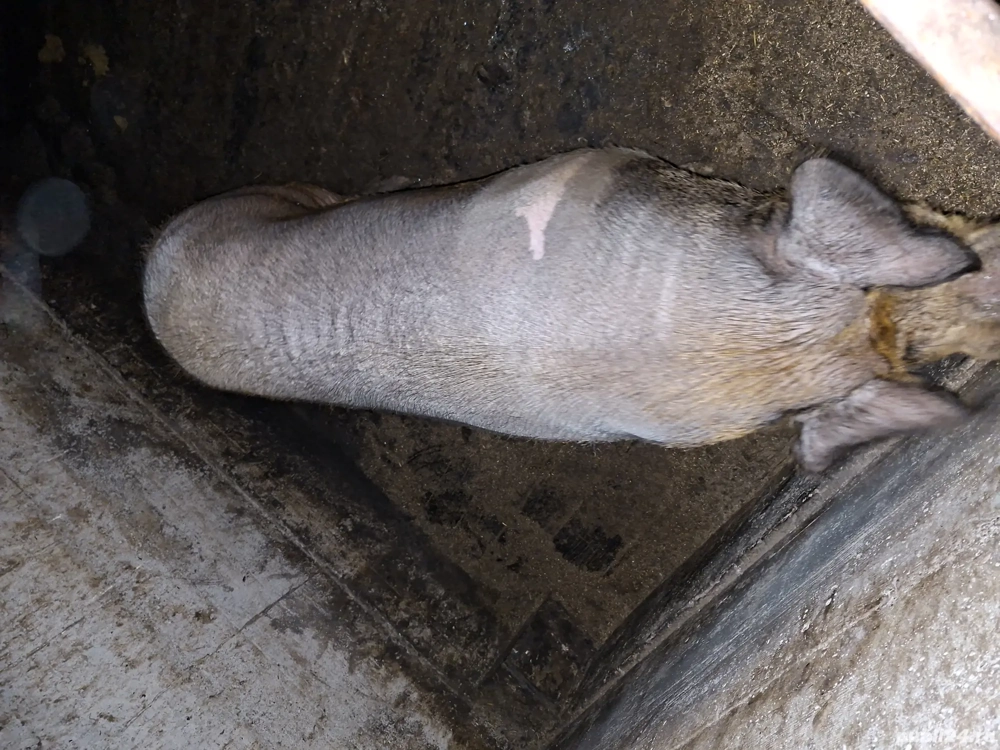 scroafa intre 300 350kg