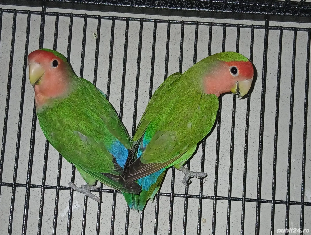 Agapornis roseicollis 