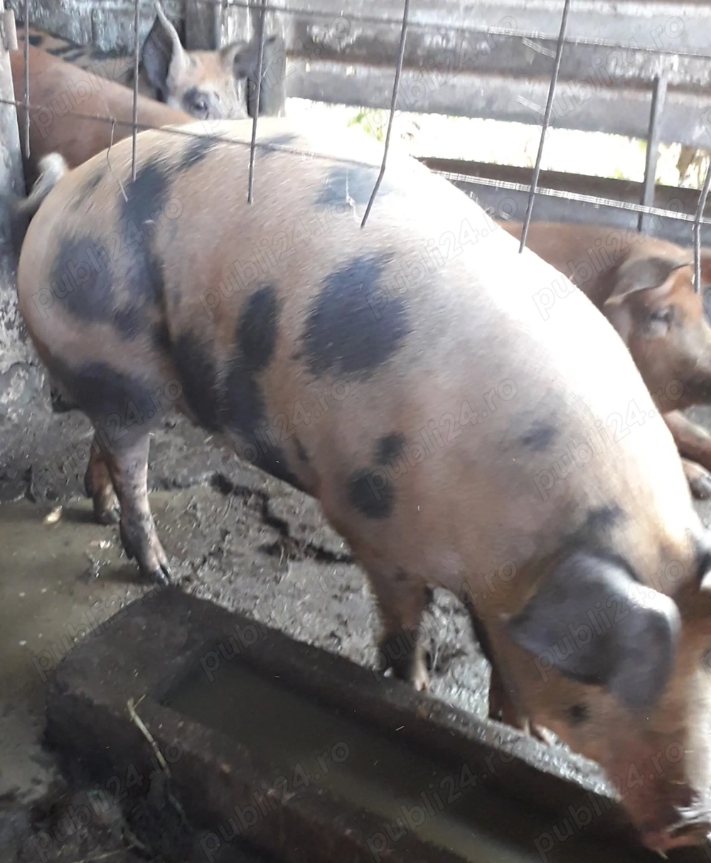 Porci de vânzare  180 kg la 13lei kg 