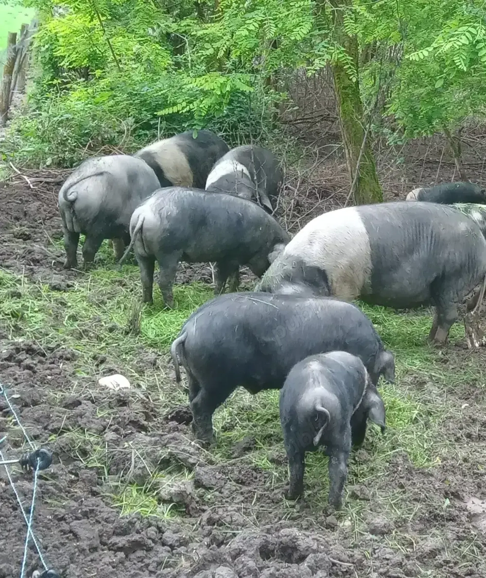 Vând porci Bazna crescuți în libertate 