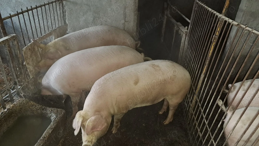 Vânzare porci vii crescuți în ogradă 
