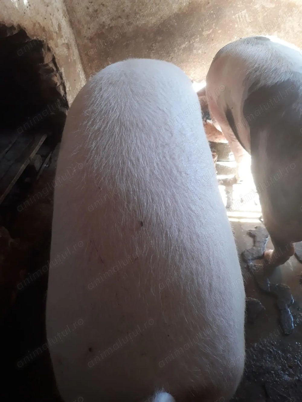 Vand porc TĂIAT 30 lei kg ! Porc de țară 