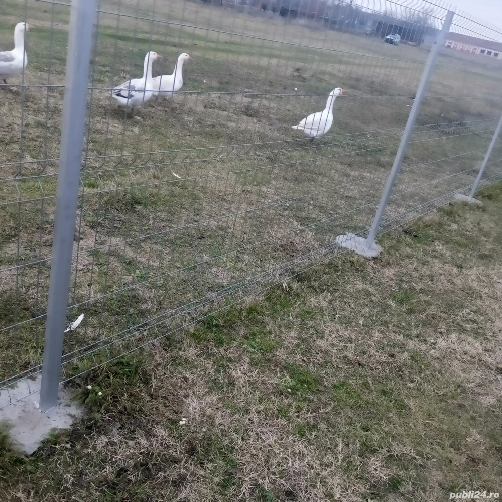 vand gaste crescute bio 