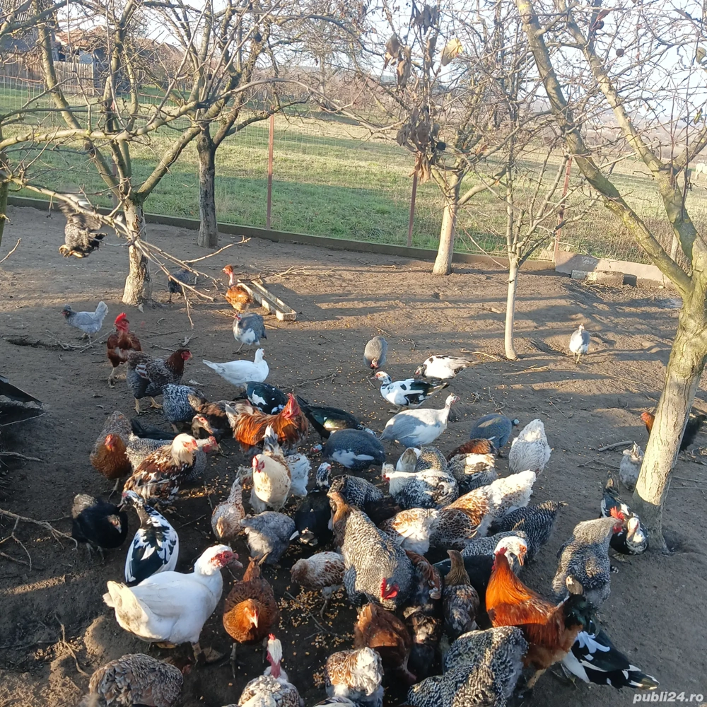 vand rare crescute bio 