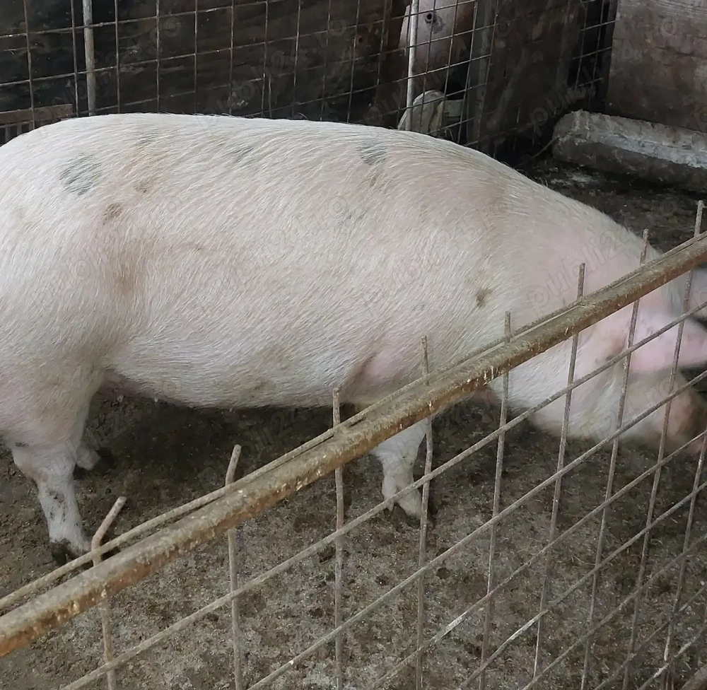 vind porc com  Mihai Viteazu 