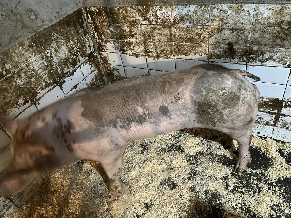 De vânzare pietrean belgian