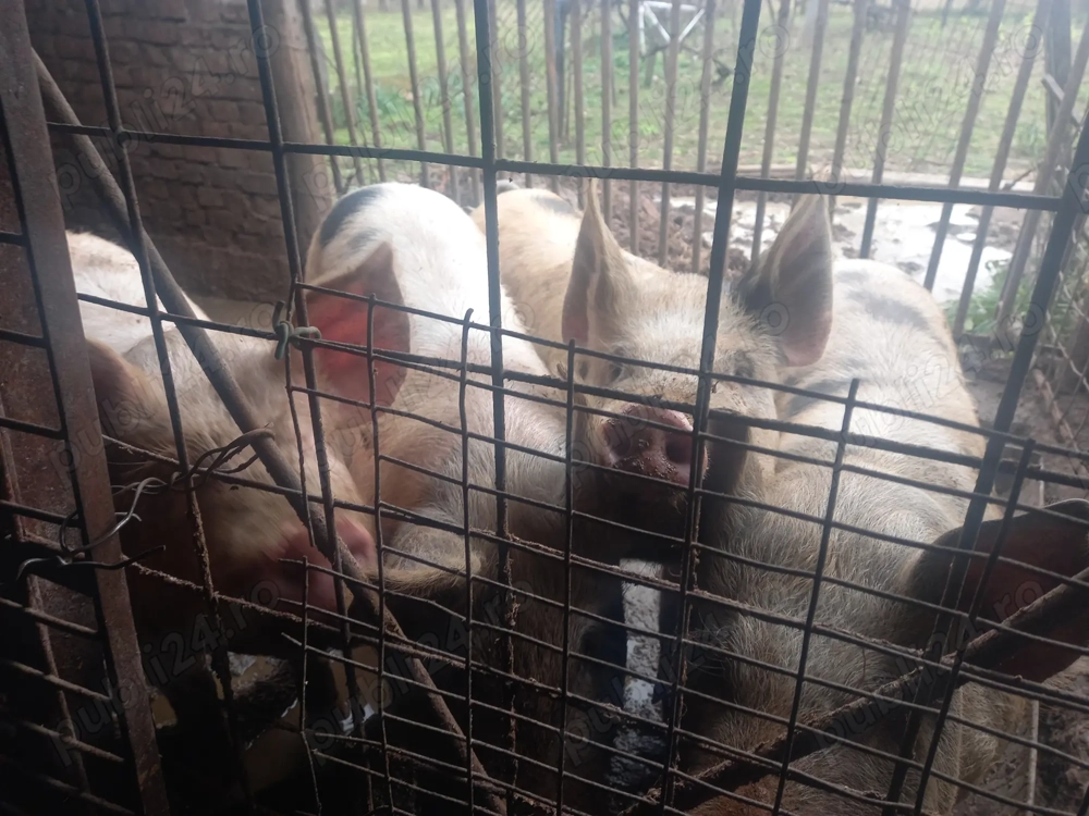 Vand porci 15 lei kg