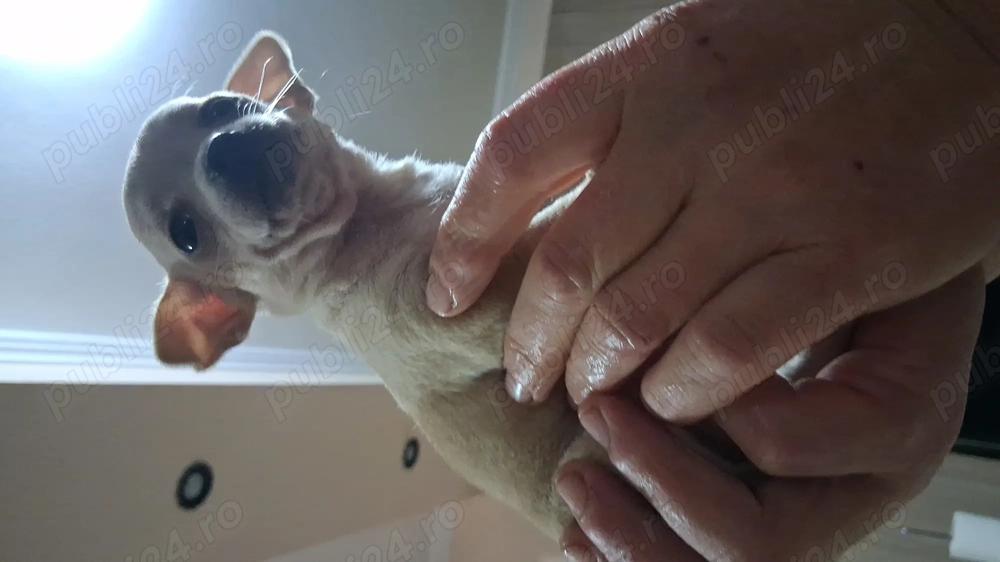 Catelusi jucusa f frumosa 