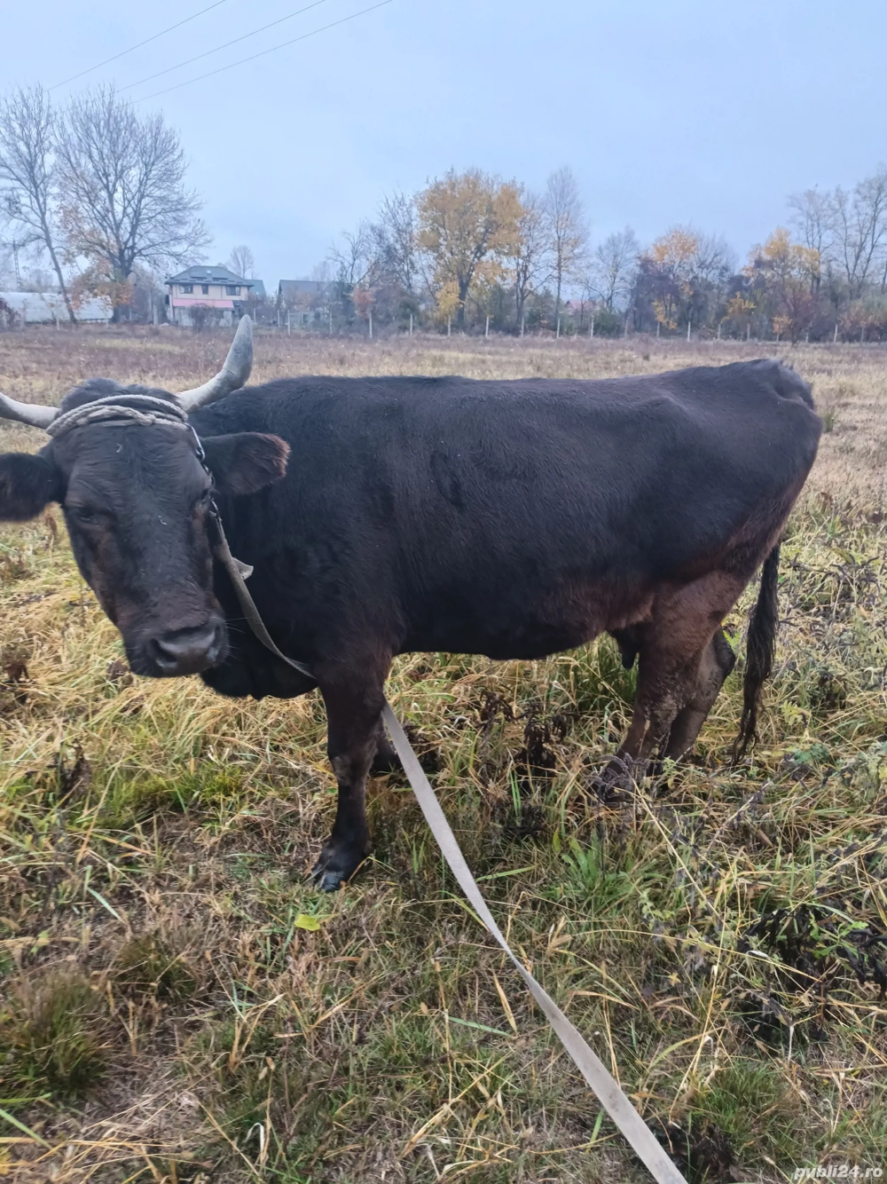 Vand Vaca pt sacrificare