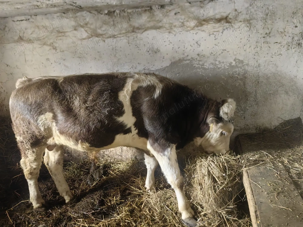 Se vinde carcasa taur sfert  jumate!!! 30-35 lei negociabil 