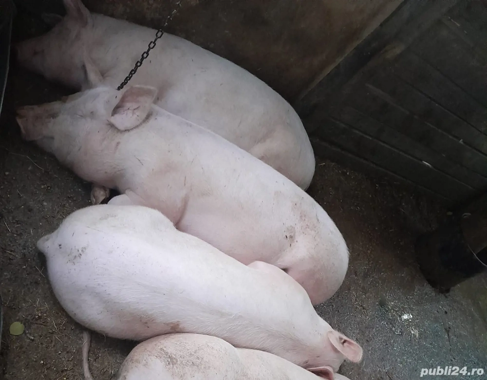 porci de vânzare 