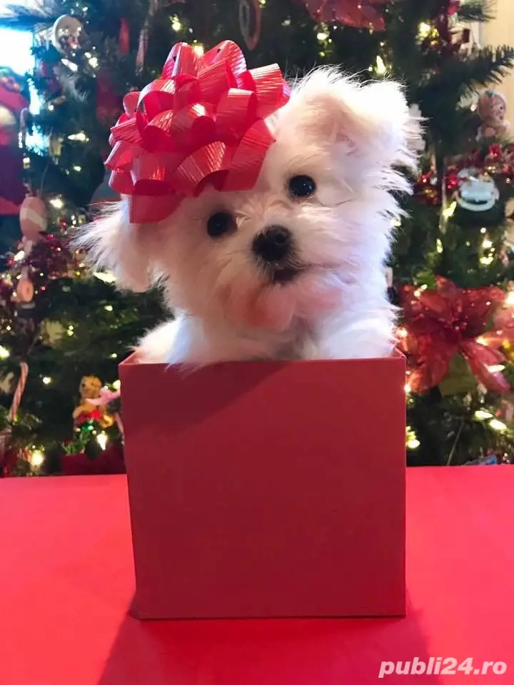 Cadoul ideal pentru persoane dragi! Bichon Maltez 