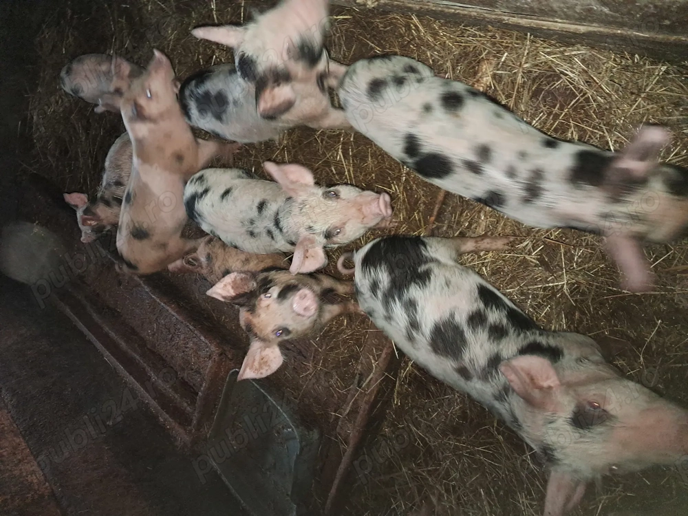 Purcei pietrean de vânzare 