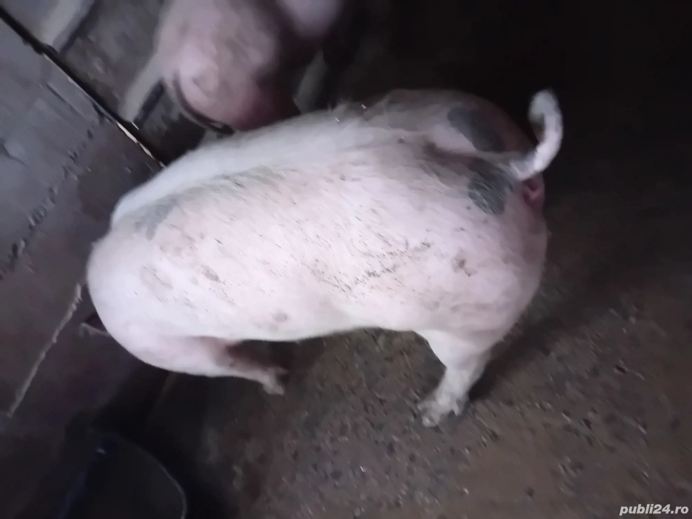 Vând două scrofițe pentru reproducție(60-80kg)