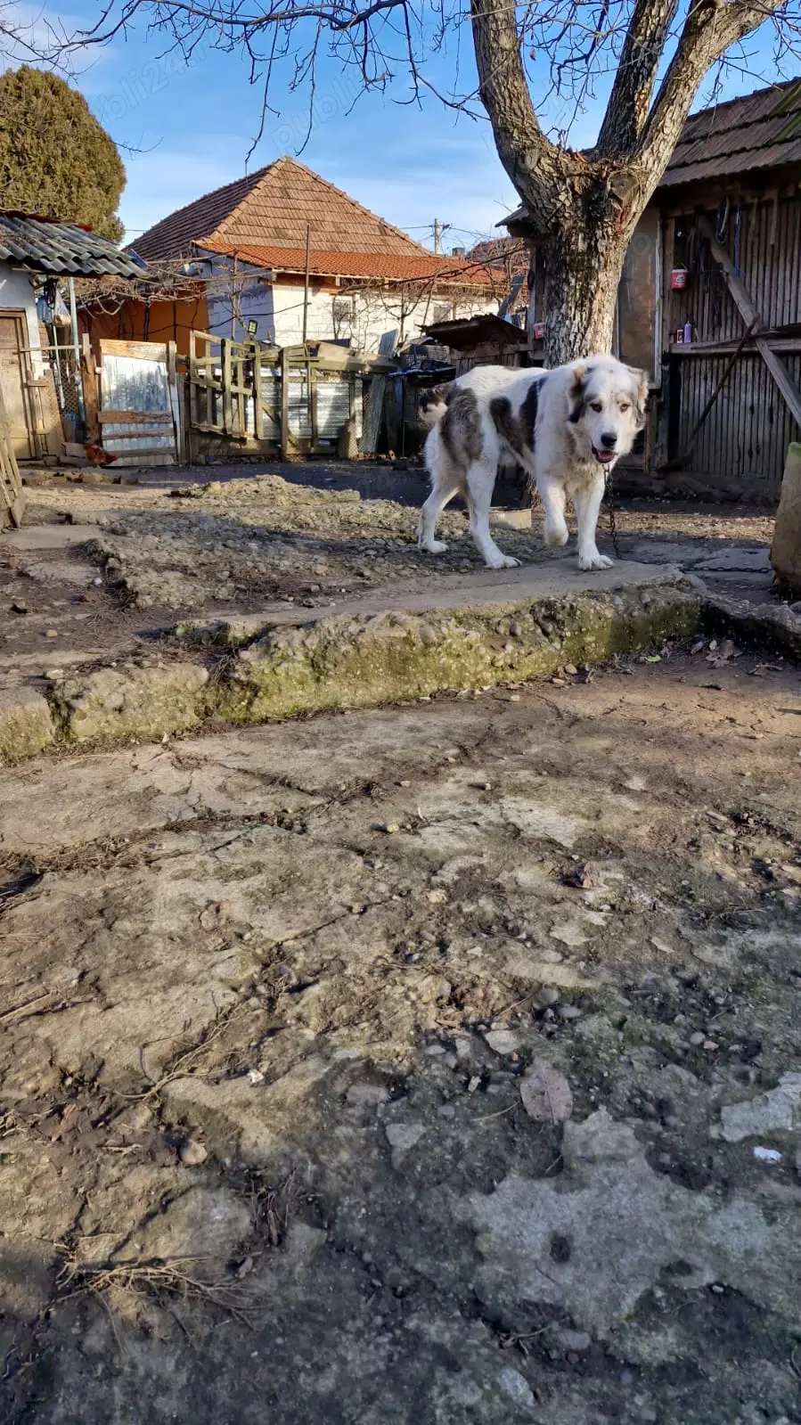 Câine de vanzare Ciobănesc Asia Centrala