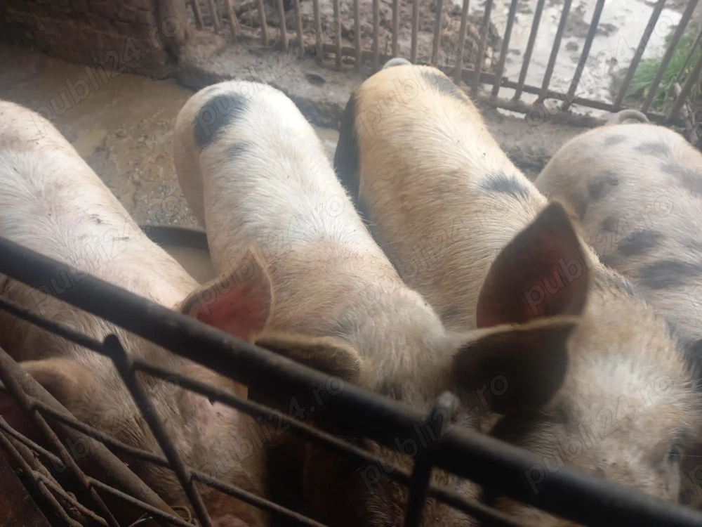 Vand porci 100-130 kg