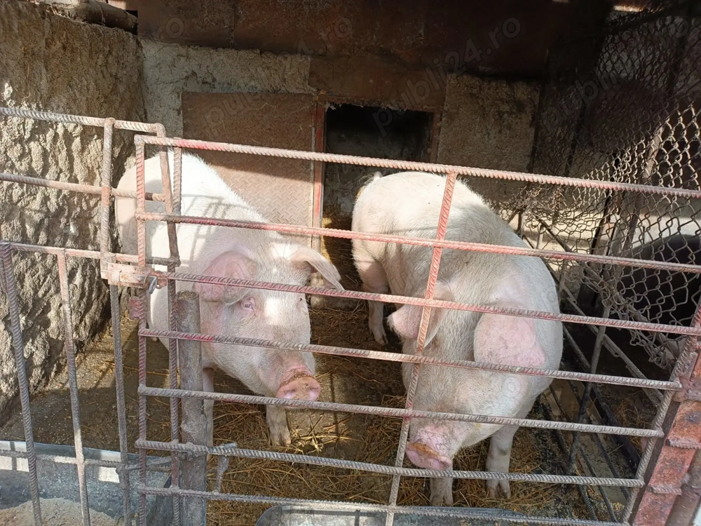 Porci de vinzare landrace