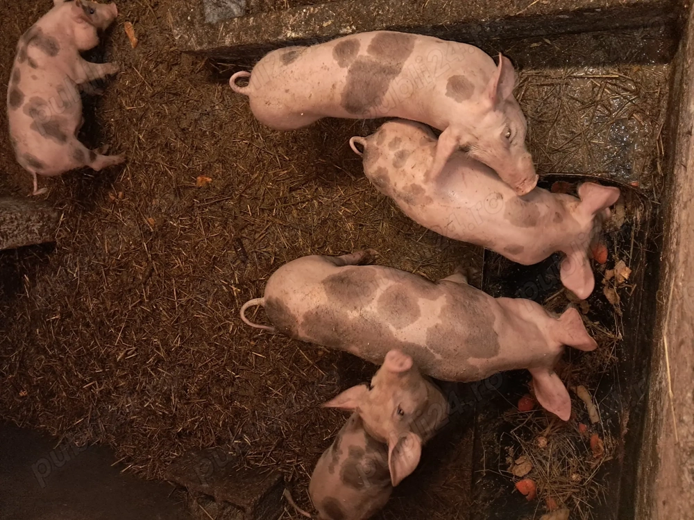 Purceii rasă pietrean pur 