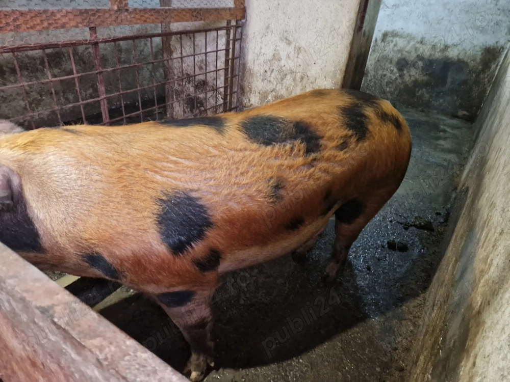 Porc de carne rasa pietrin 