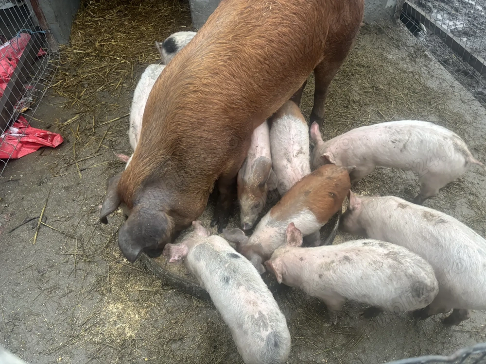 Purcei de vânzare,mai multe detalii la telefon 