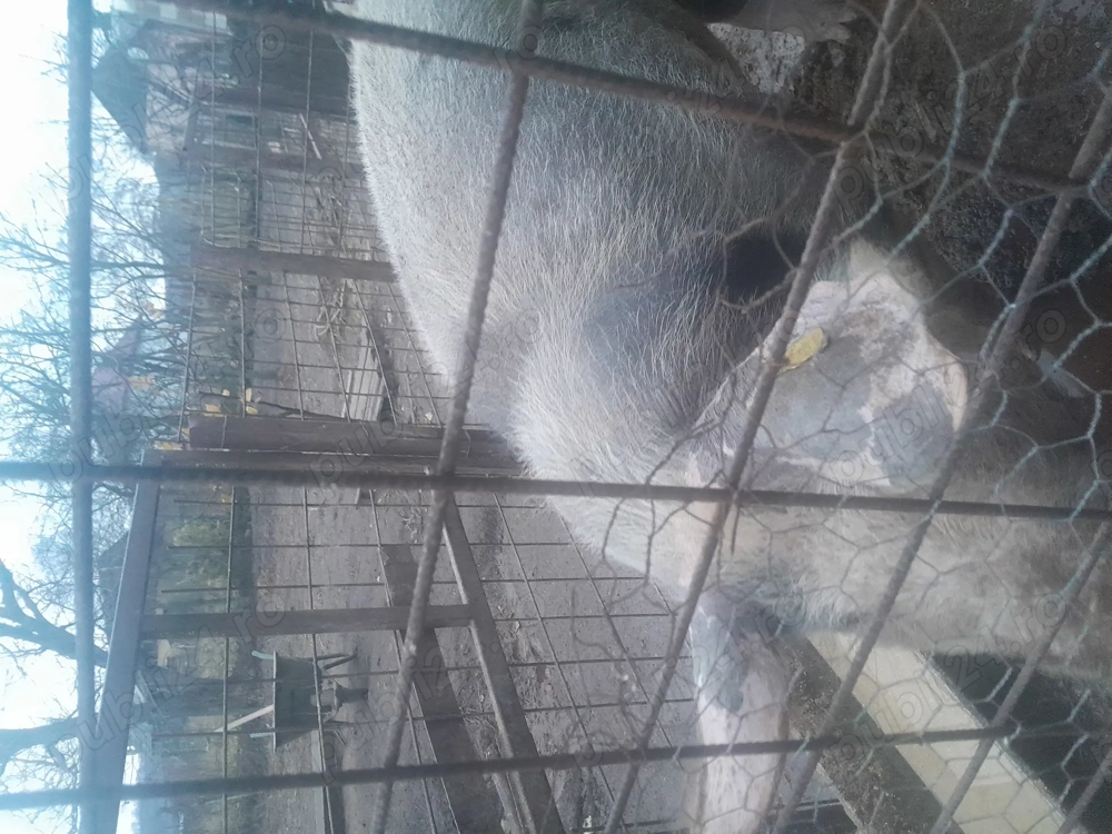 Vând porc de casă, Bistrița 