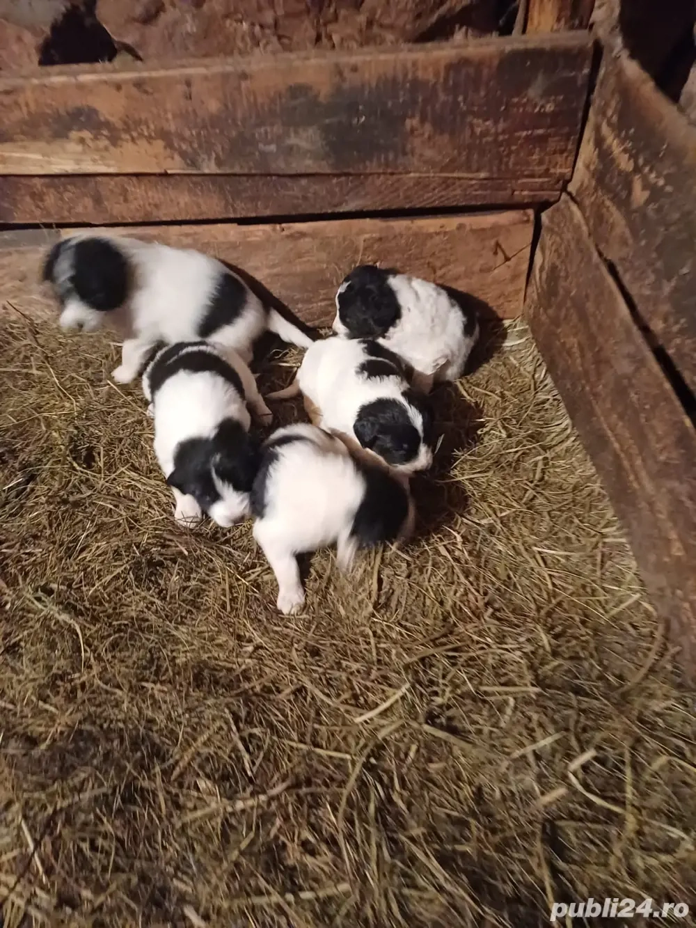 Căței ciobanesc romanesc de Bucovina 