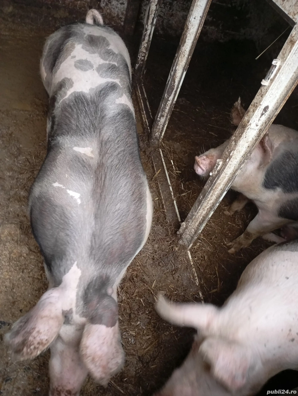 vand porcii rasa pietrain 