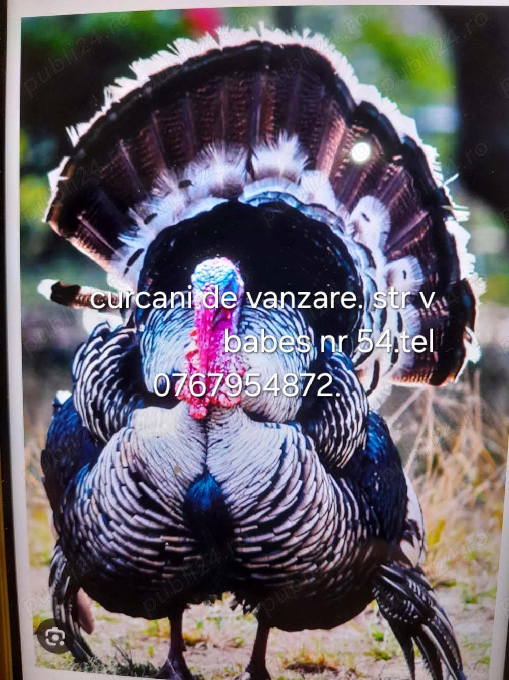 Curcani de vazare crescuți cu cereale.